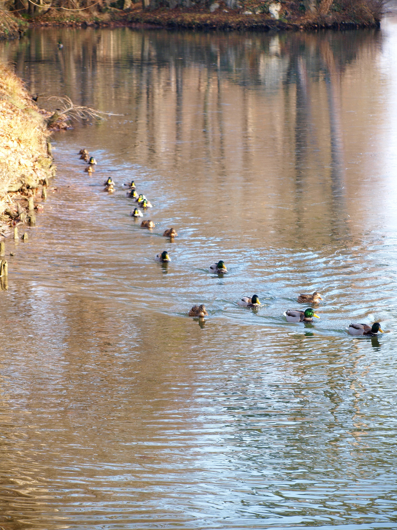 ***Auf ihr Enten....Gänsemarsch***