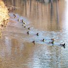 ***Auf ihr Enten....Gänsemarsch***