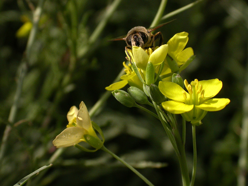 auf ihr Rätselfreunde: Besucher - an welcher Blüte?