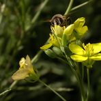 auf ihr Rätselfreunde: Besucher - an welcher Blüte?