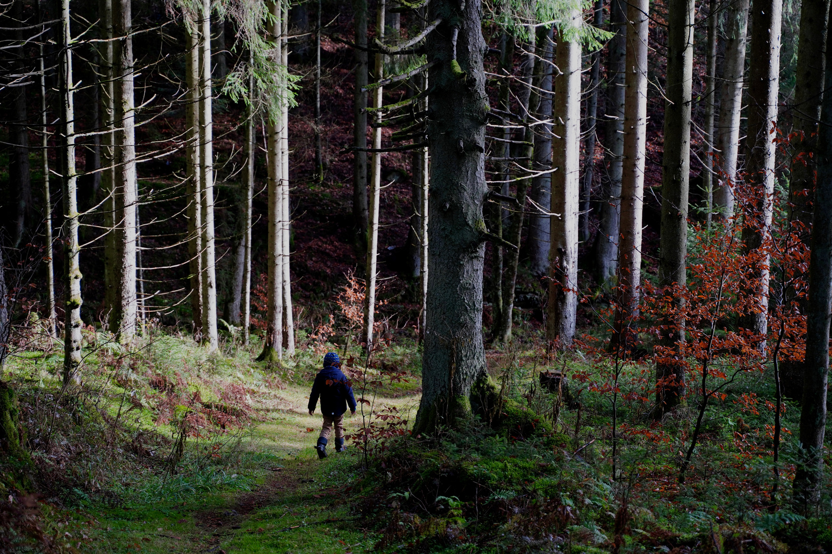 Auf in den dunklen Wald...