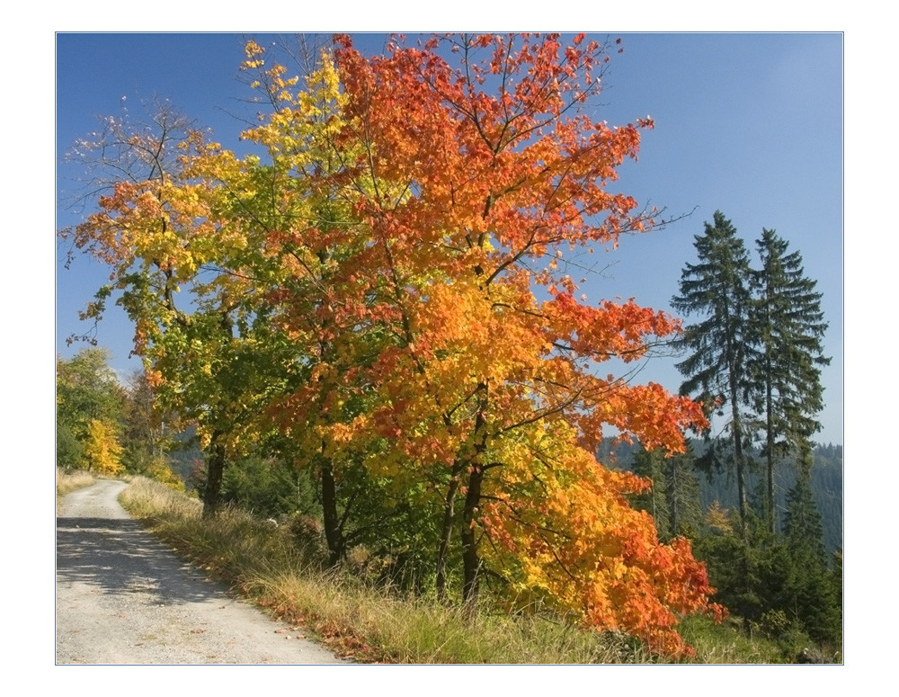 Auf in den Oberharz...!   (1. der Serie "Harz-Wanderung")