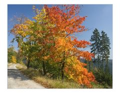 Auf in den Oberharz...!   (1. der Serie "Harz-Wanderung")