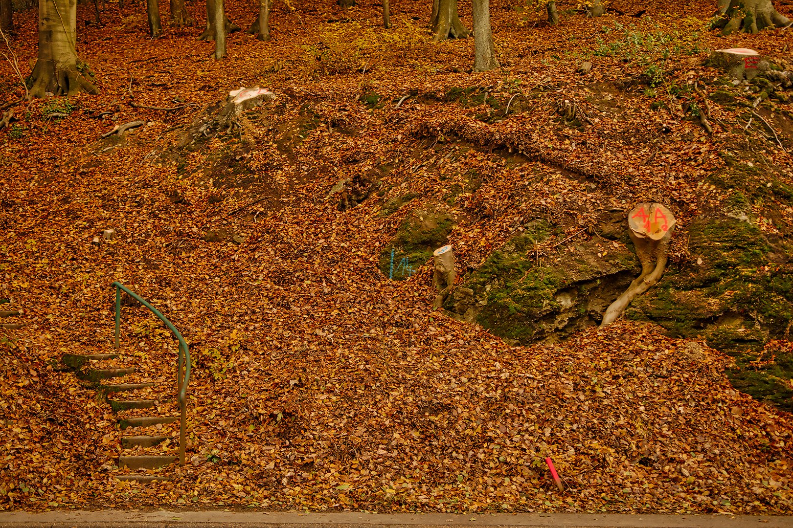 Auf in den Wald