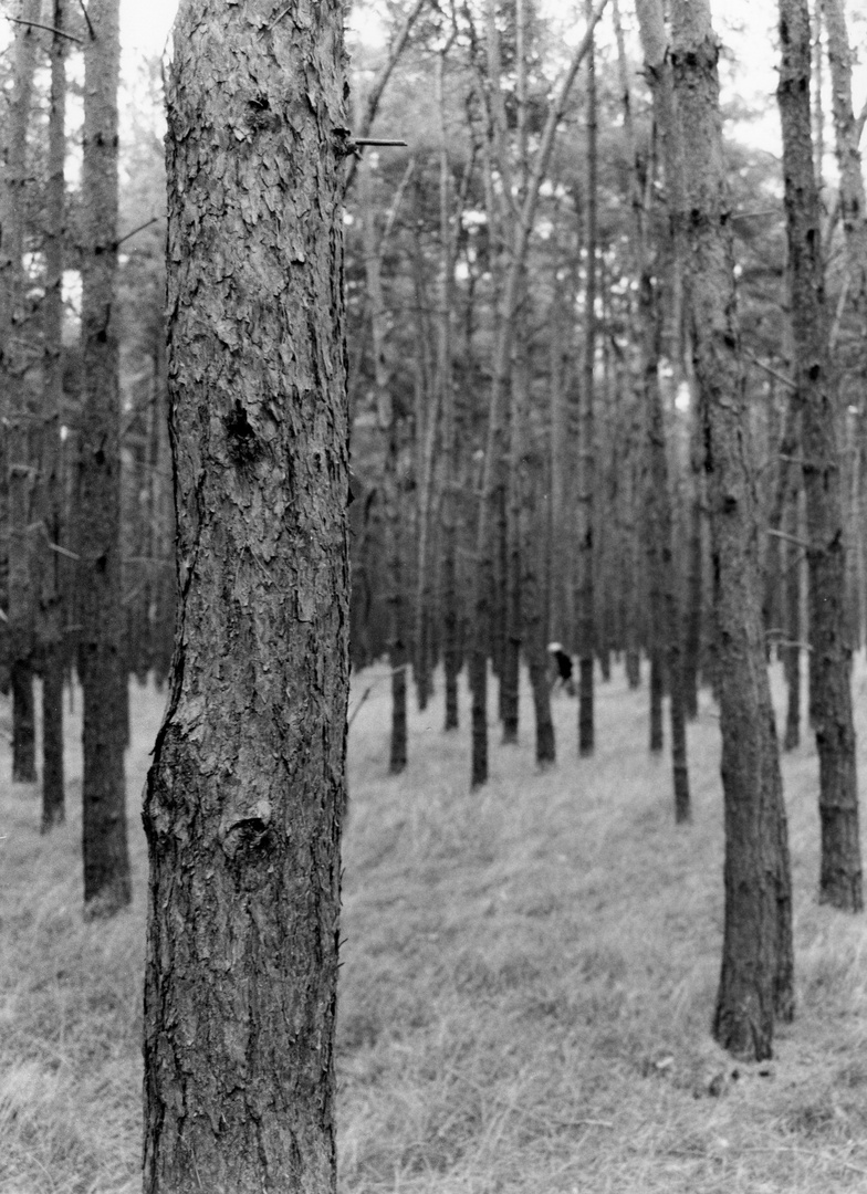 Auf in den Wald und Pilze sammeln!