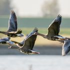 auf in die Rheinauen