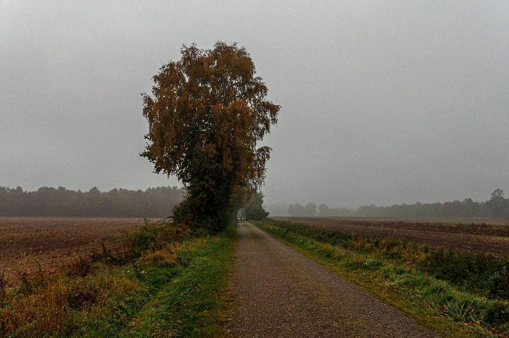 Auf in einen schönen Tag - Egal ob Nebel oder Nieselregen, KEIN blöder Job, KEINE dummen Hackfressen