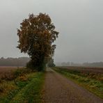 Auf in einen schönen Tag - Egal ob Nebel oder Nieselregen, KEIN blöder Job, KEINE dummen Hackfressen