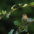 Auf Insektenfang