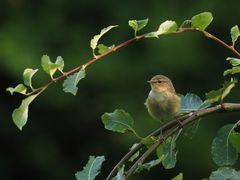 Auf Insektenfang