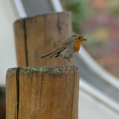 Auf Insektenfang