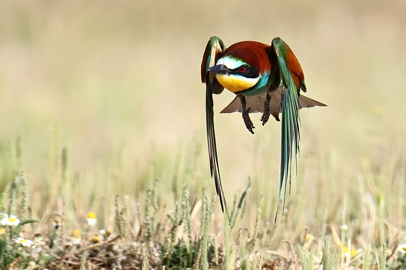 Auf Insektenjagd !