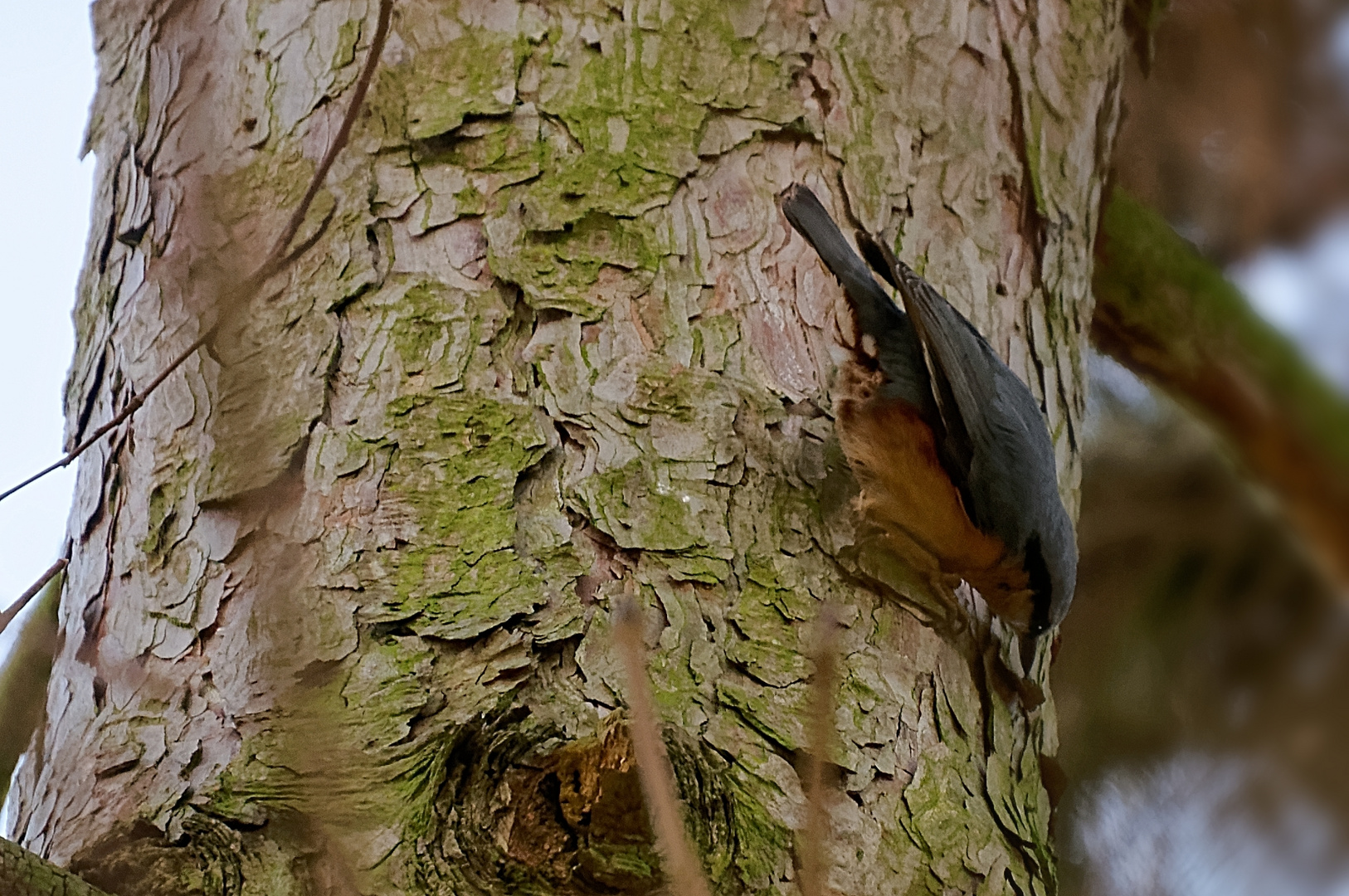 Auf Insektenjagd