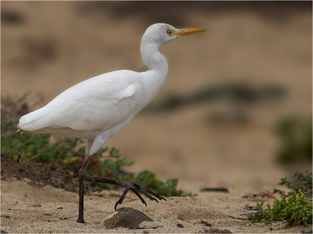 Auf Insektenjagd