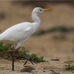 Auf Insektenjagd