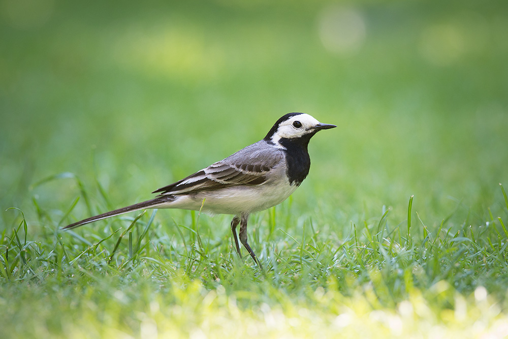 Auf Insektenjagd