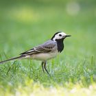 Auf Insektenjagd