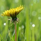 Auf irgendeiner Wiese im Mai