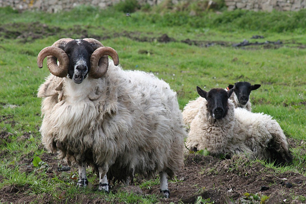 Auf Islay