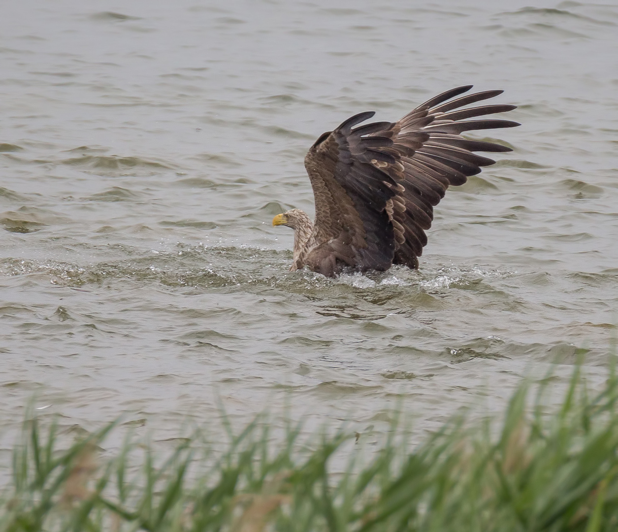 Auf Jagd 3 ...