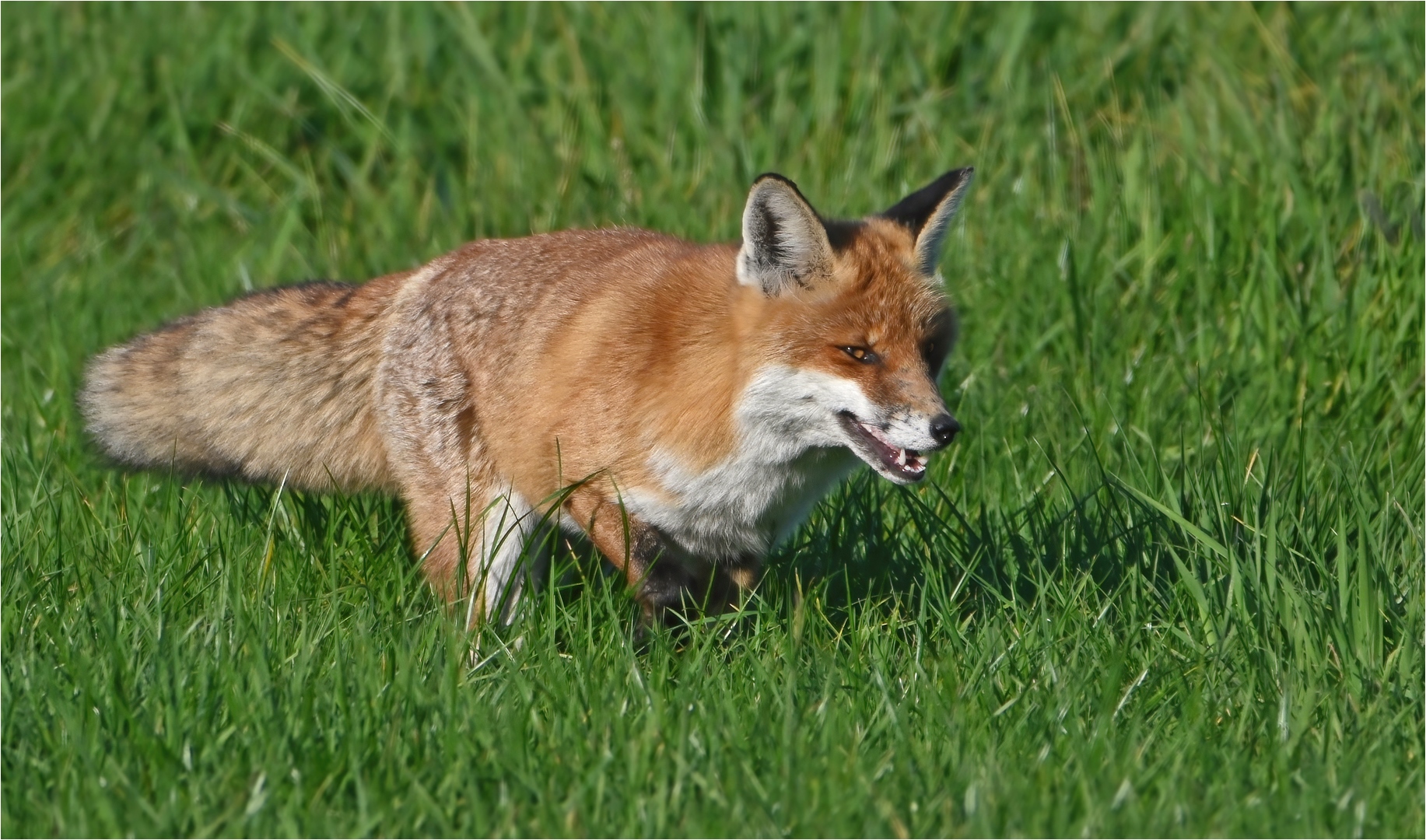 Auf Jagd