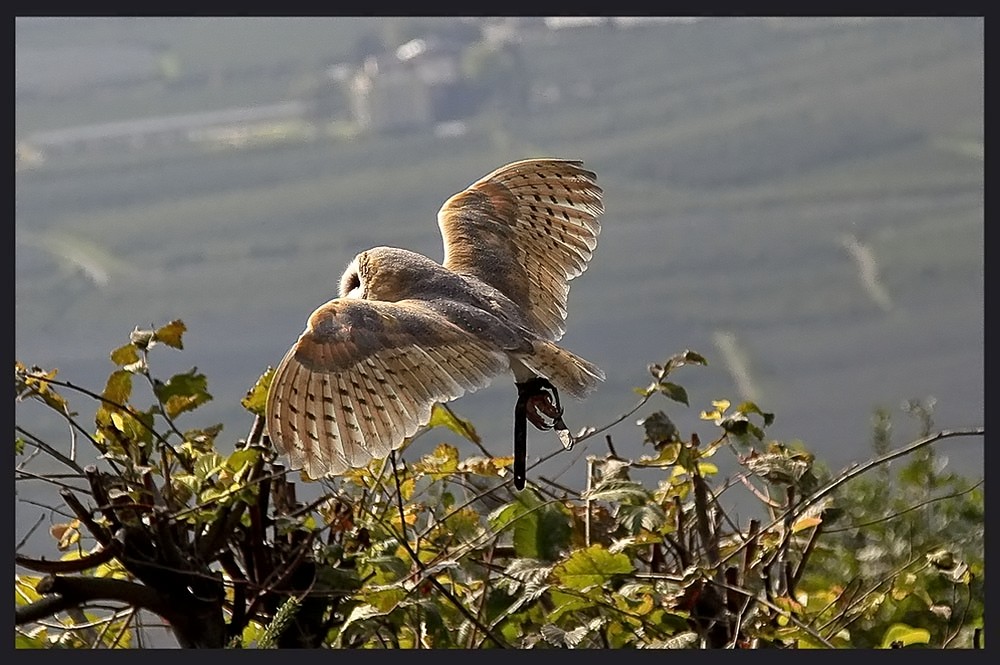 Auf Jagd