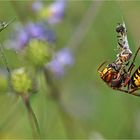 Auf Jagd im "Dschungel" des Gemeinen Teufelsabbiss   . . .   3.