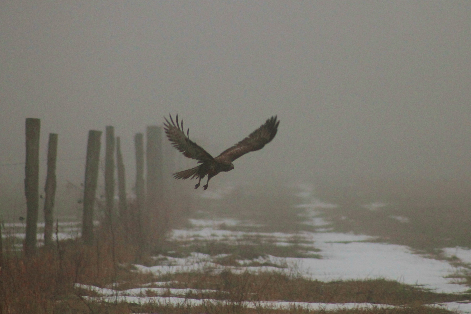 Auf Jagd im Nebel