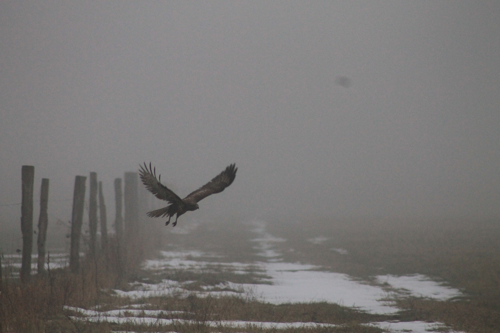 Auf Jagd im Nebel