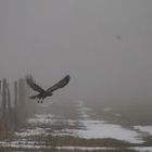 Auf Jagd im Nebel