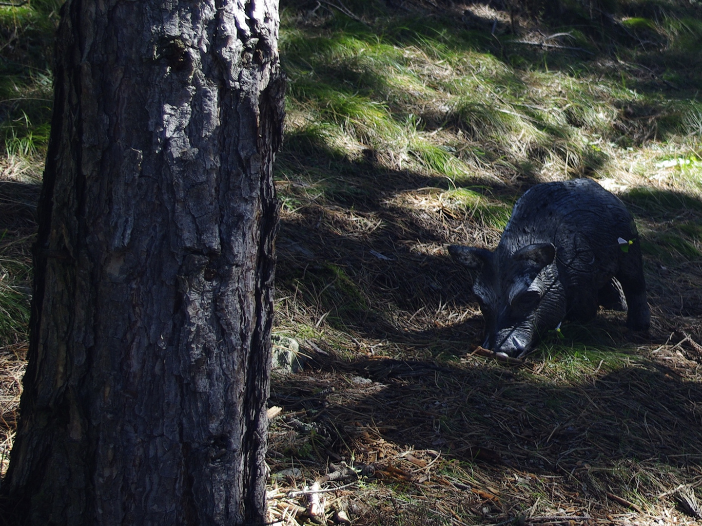 Auf Jagd im Vinschgau