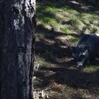 Auf Jagd im Vinschgau