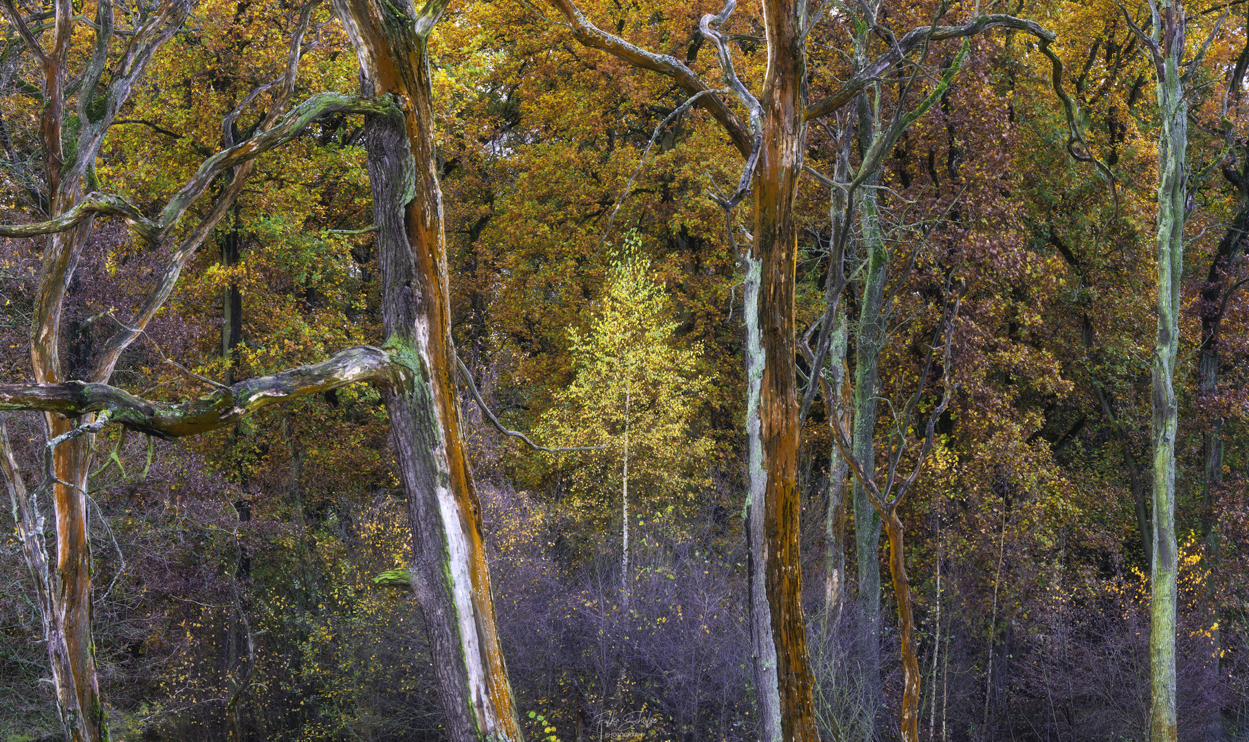 Auf Jagd nach den letzten Herbstfarben