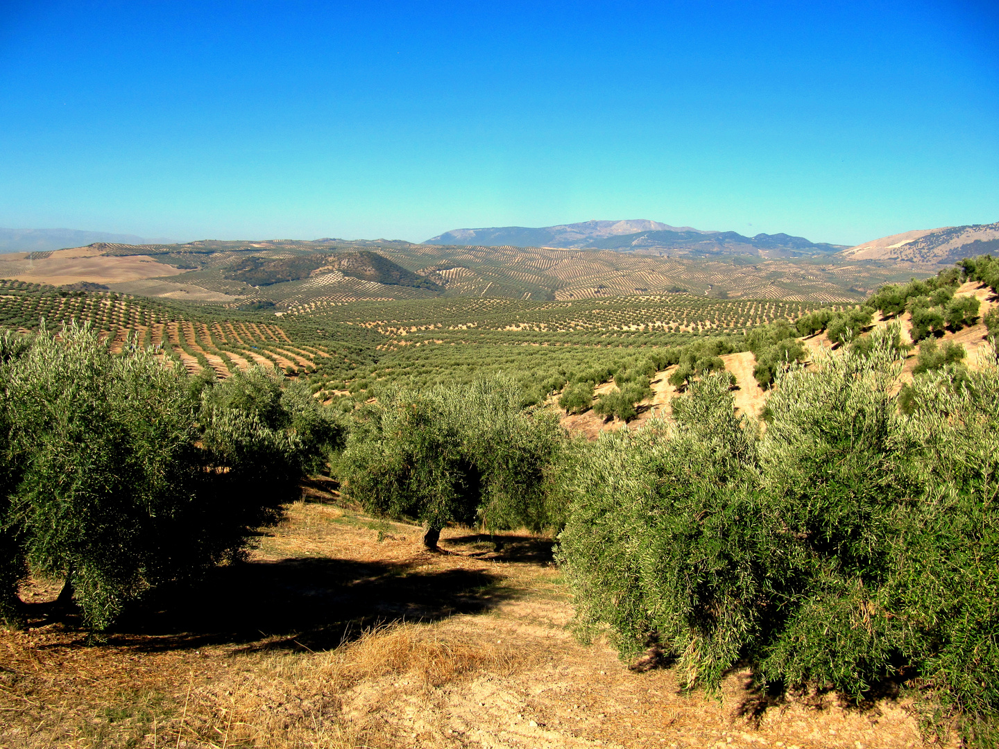 Auf Jakobswegen : Camino mozarabe