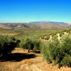 Auf Jakobswegen : Camino mozarabe