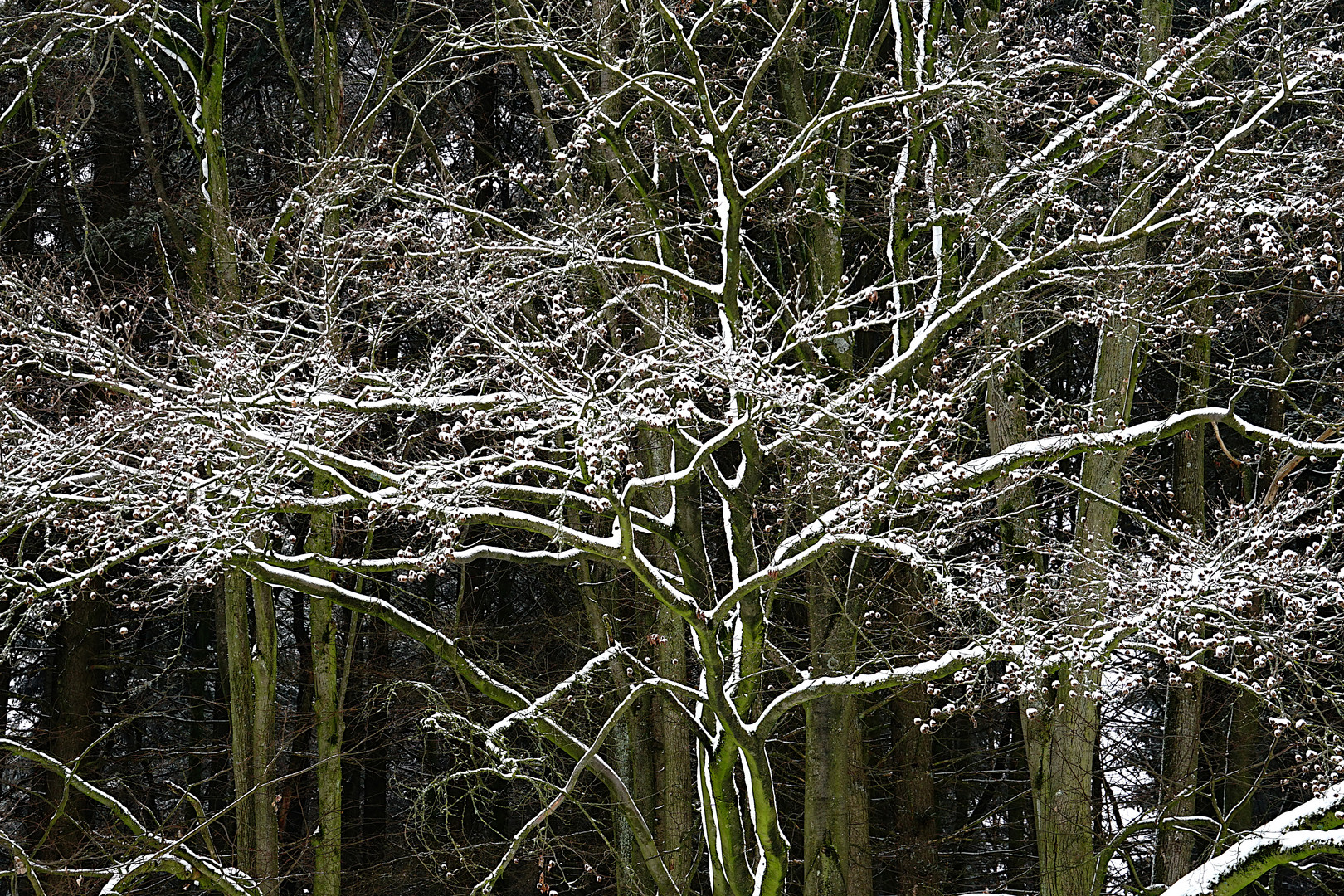 auf jedem Zweig ein bisschen Schnee