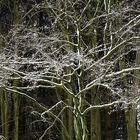 auf jedem Zweig ein bisschen Schnee