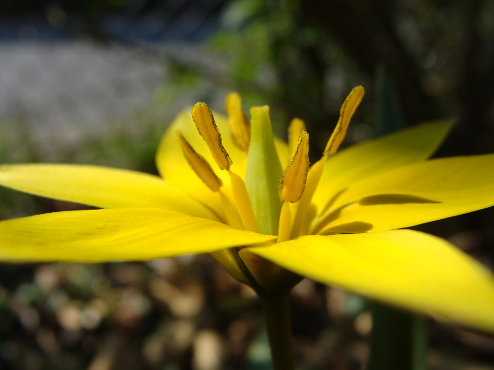 auf jeden Fall keine Dahlie