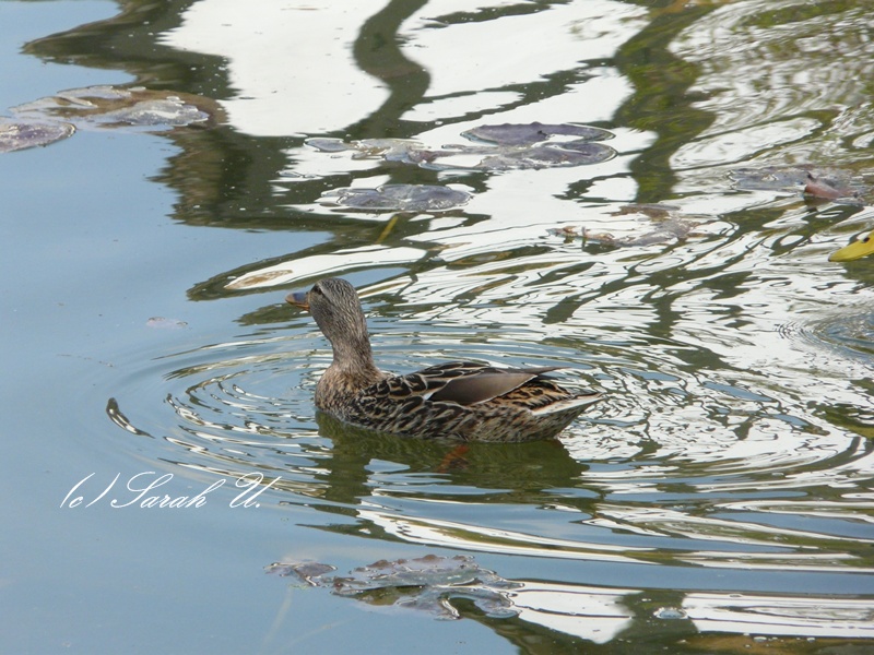 Auf klarem Wasser