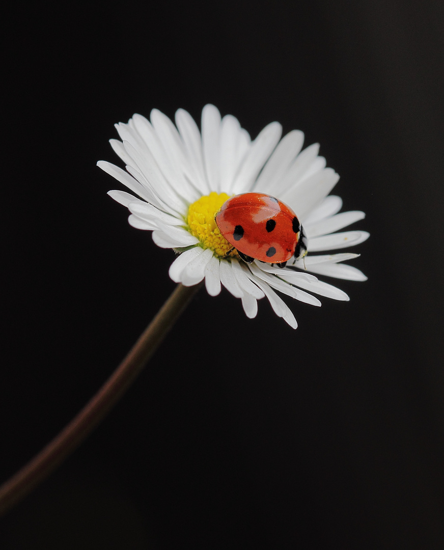 auf kleiner Blüte