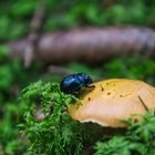 Auf kleiner Wanderschaft