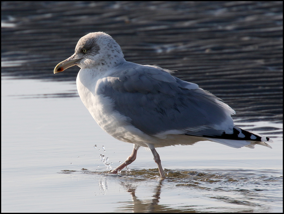 Auf Kneipkur an der Nordsee