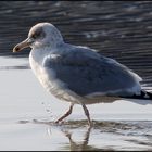 Auf Kneipkur an der Nordsee