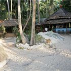 auf Koh Tao/Thailand