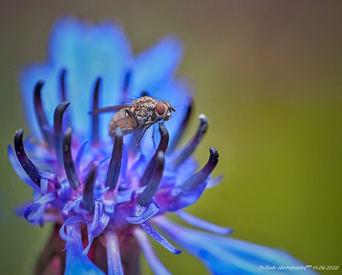 auf Kornblume