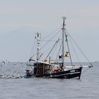 Auf Krabbenfang in der Nordsee