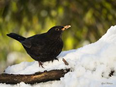 Auf Krawall gebürstet