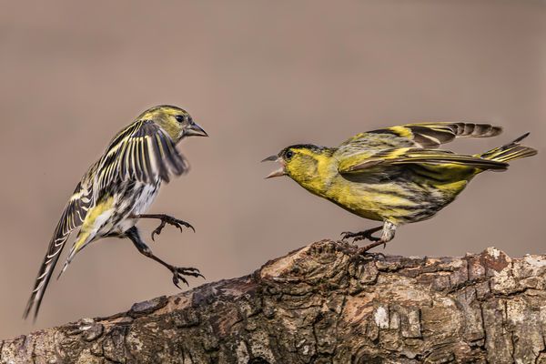 Auf Krawall gebürstet…