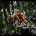 Auf La Gomera ( Weg zum Wasserfall ) - 2014