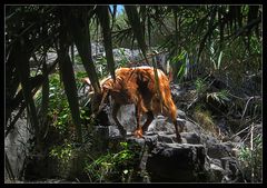 Auf La Gomera ( Weg zum Wasserfall ) - 2014